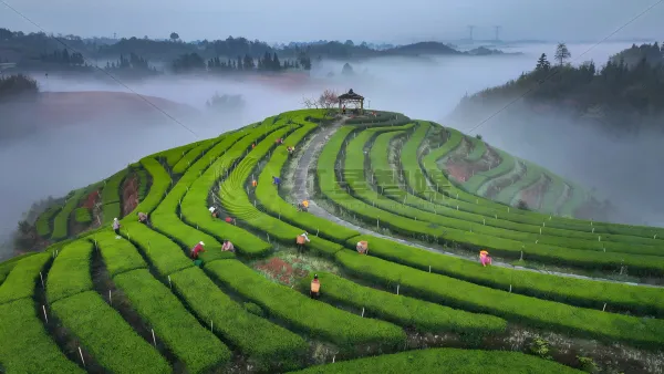 泸州纳溪区拂羽茶园采摘春茶