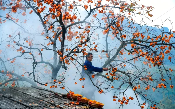 四川泸州：好“柿”红满枝